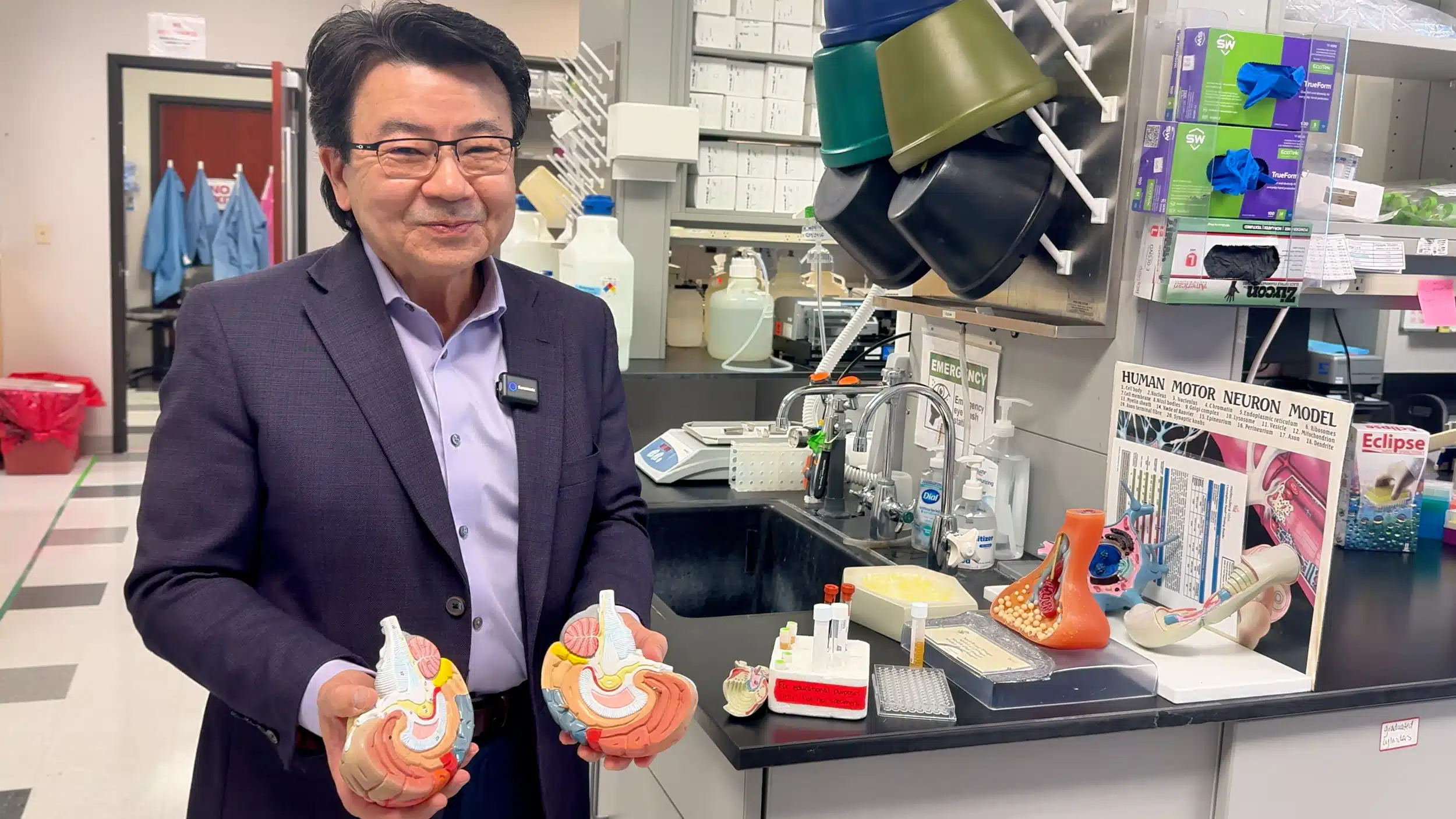 A researcher holds anatomical stomach models beside laboratory equipment.