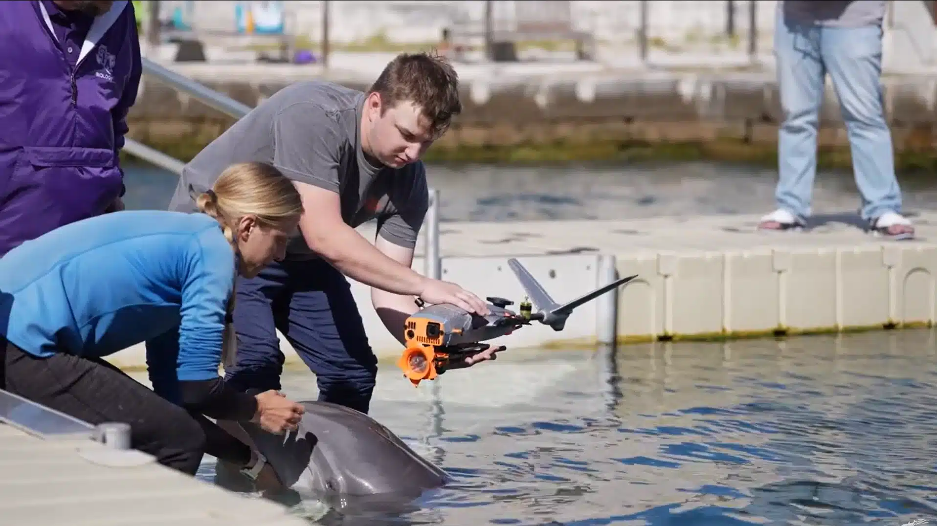 Researchers test PHASM equipment beside a dolphin at Dolphin Quest Hawaii.